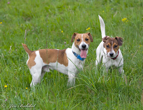 Canis lupus familiaris