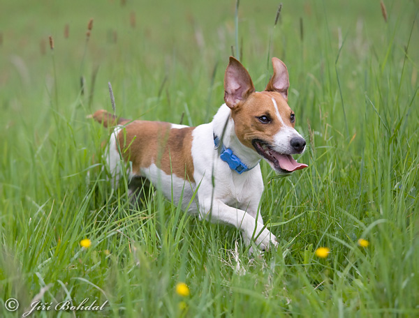 Canis lupus familiaris