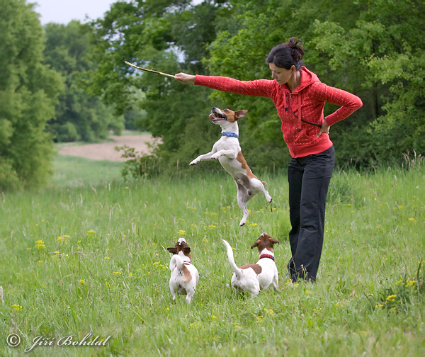 Canis lupus familiaris