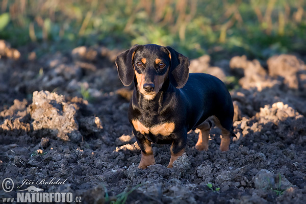 Canis lupus familiaris