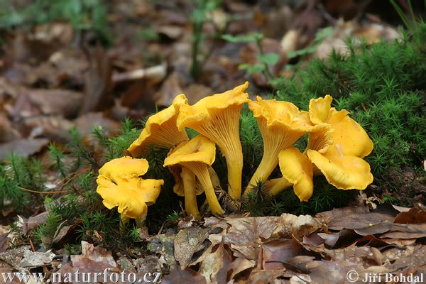 Cantharellus cibarius