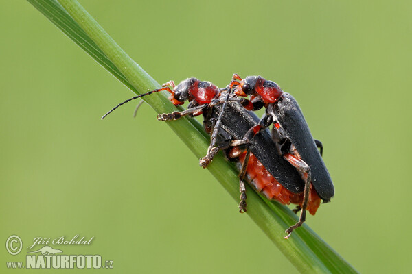 Cantharis fusca