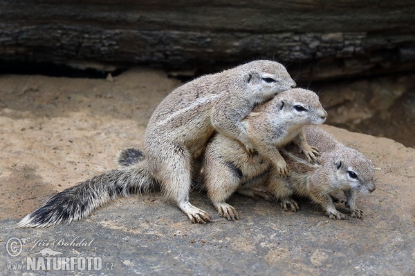 Cape ground squirrel (Xerus inauris)