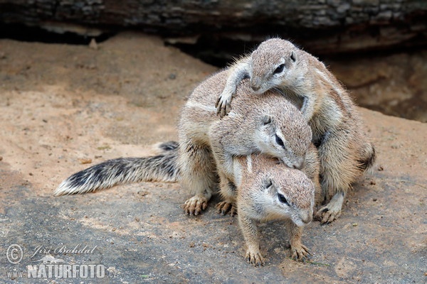 Cape ground squirrel (Xerus inauris)