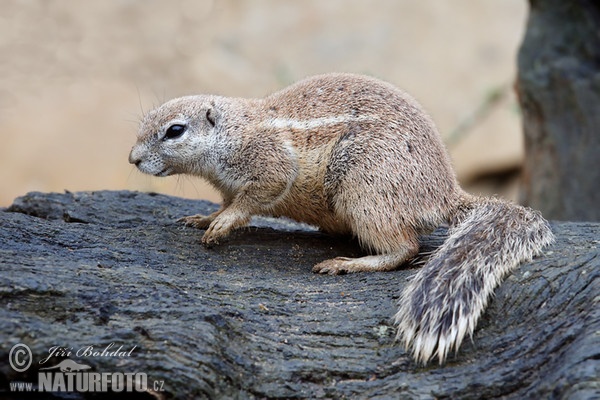 Cape ground squirrel (Xerus inauris)