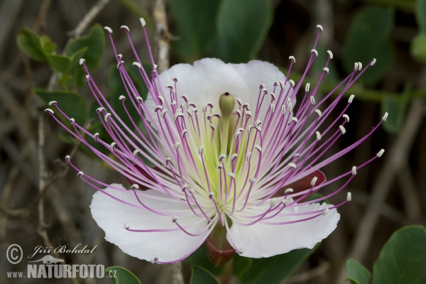 Caper (Capparis spinosa)