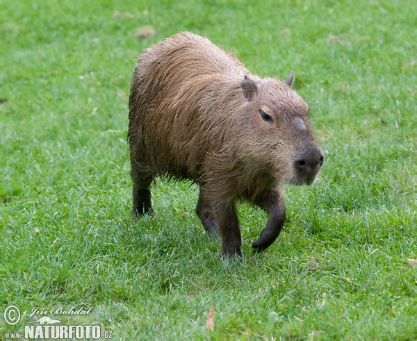 Capibara