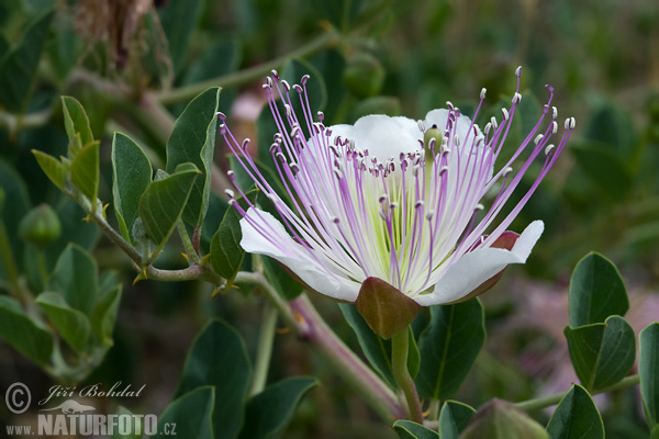 Capparis spinosa