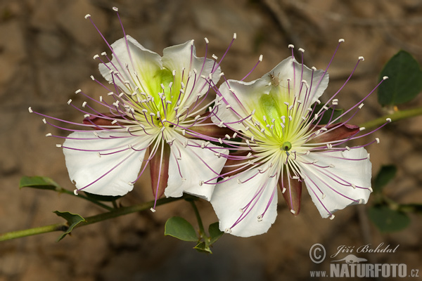 Capparis spinosa