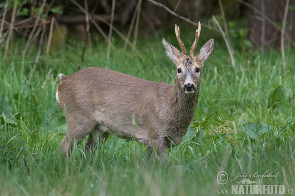 Capreolus capreolus