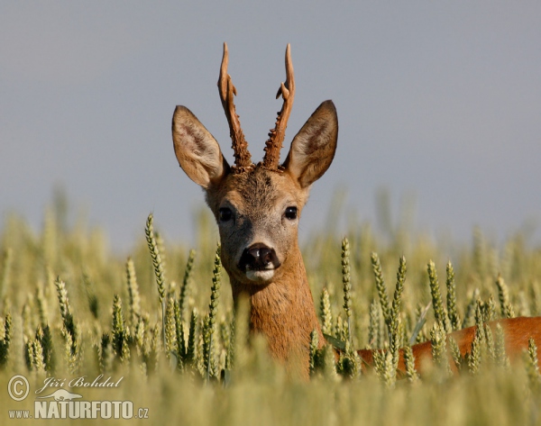 Capreolus capreolus