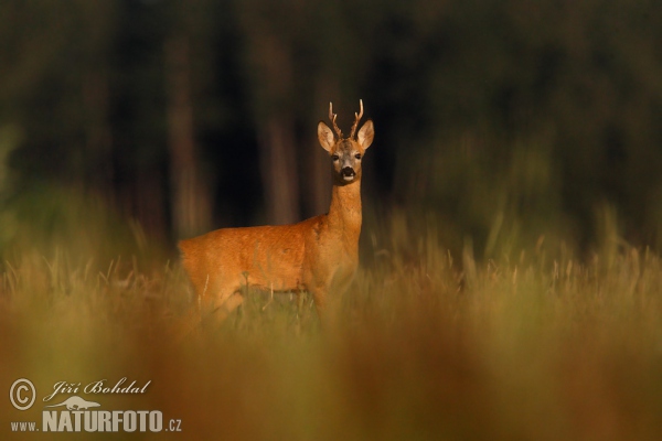 Capreolus capreolus