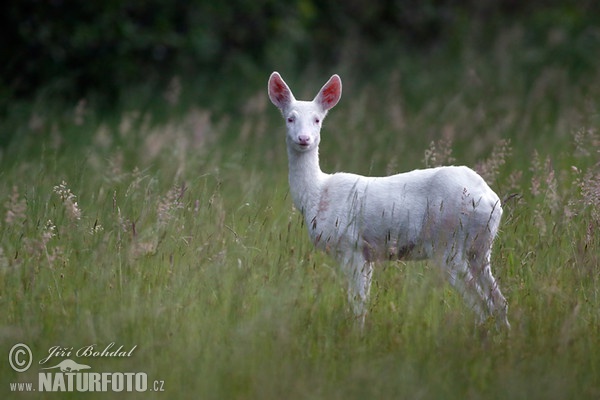 Capreolus capreolus