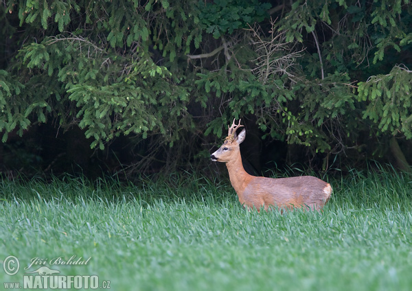 Capreolus capreolus