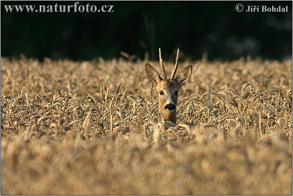 Capreolus capreolus