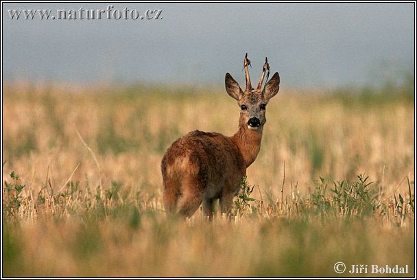 Capreolus capreolus