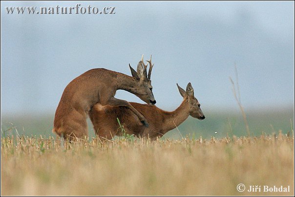 Capreolus capreolus