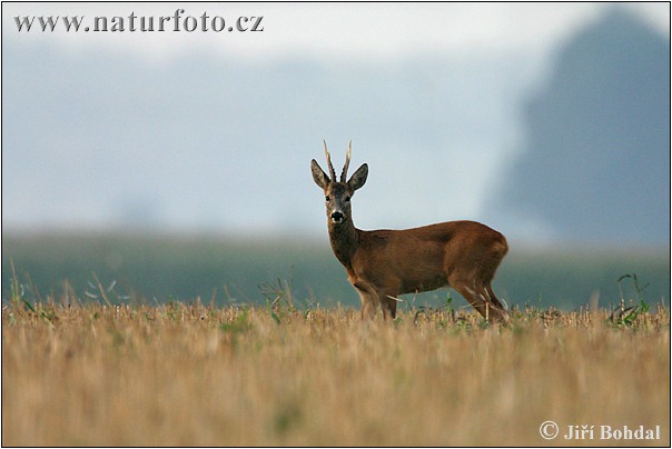 Capreolus capreolus