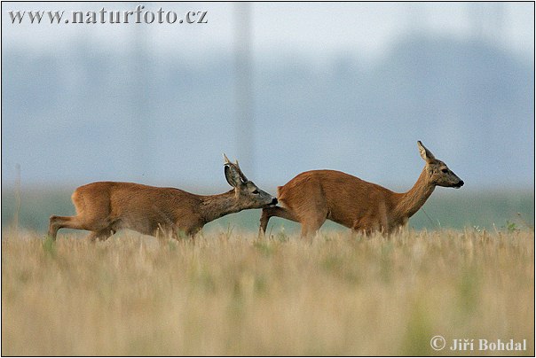 Capreolus capreolus