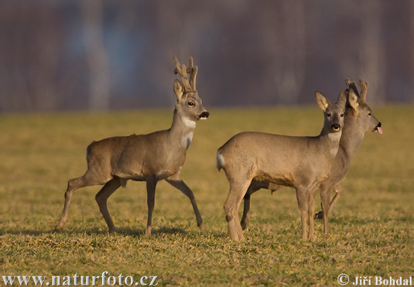 Capreolus capreolus