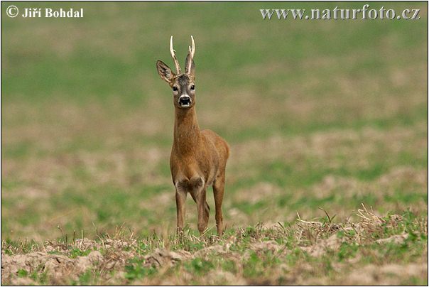 Capreolus capreolus