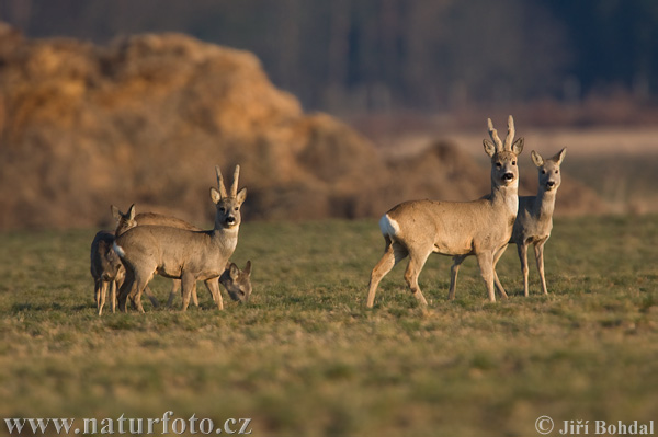 Capreolus capreolus