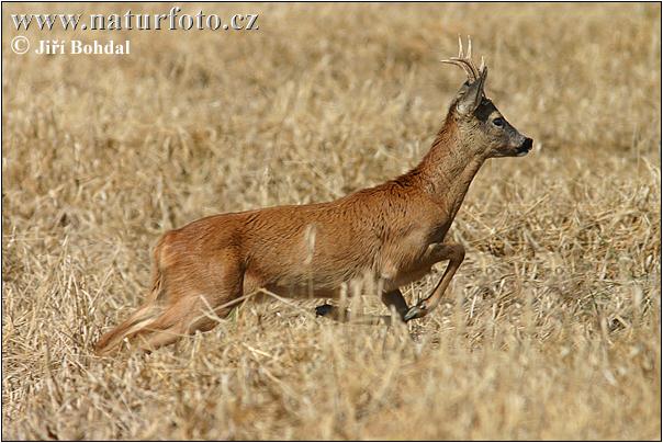 Capreolus capreolus