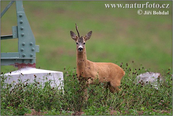 Capreolus capreolus