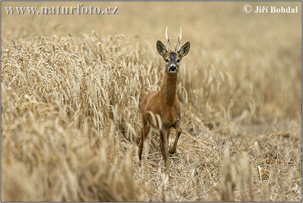 Capreolus capreolus