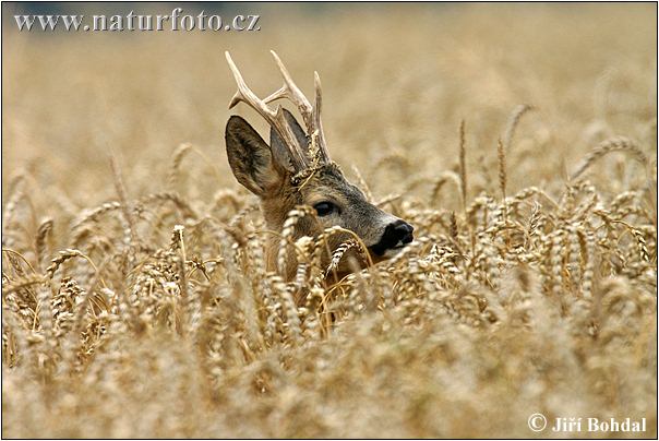 Capreolus capreolus