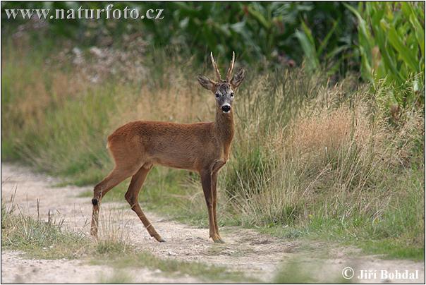Capreolus capreolus