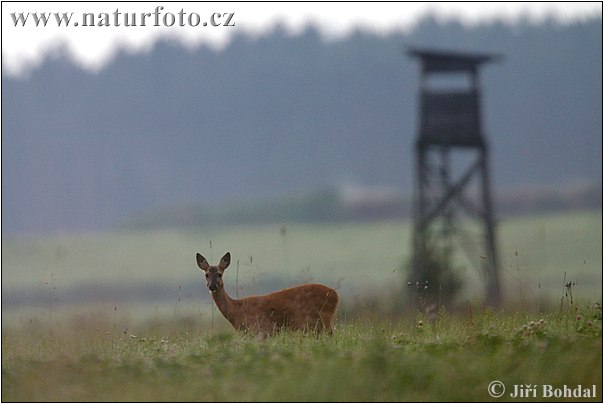 Capreolus capreolus