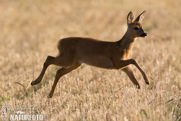 Capreolus capreolus