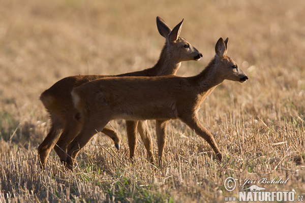 Capreolus capreolus