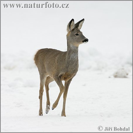 Capreolus capreolus