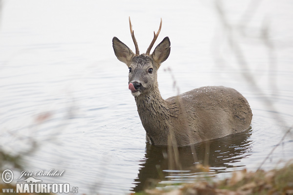 Capreolus capreolus