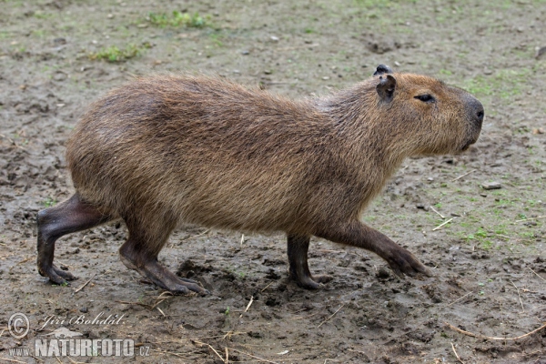 Capybara (Hydrochoerus hydrochaeris)