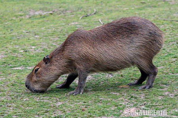 Capybara (Hydrochoerus hydrochaeris)