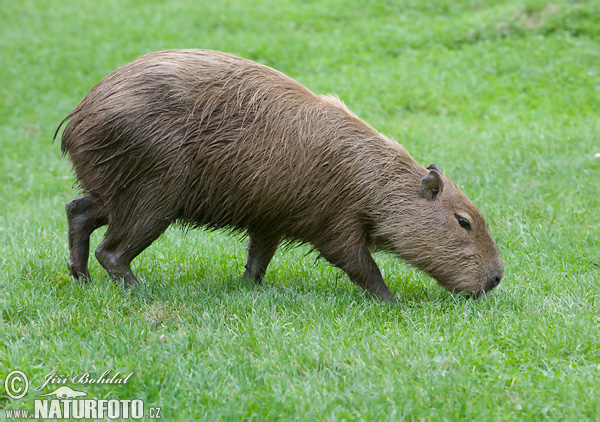 Capybara