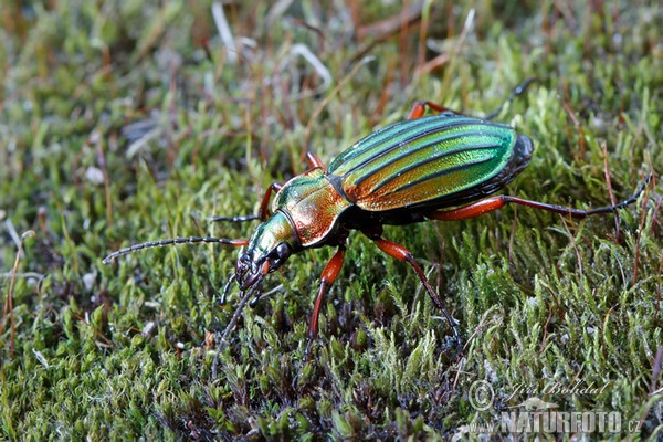 Carabus auronitens