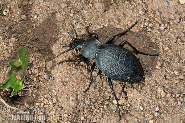 Carabus coriacerus