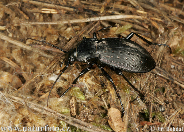 Carabus hortensis