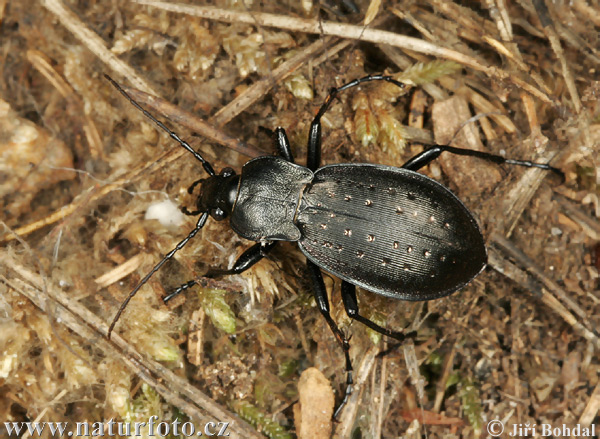 Carabus hortensis