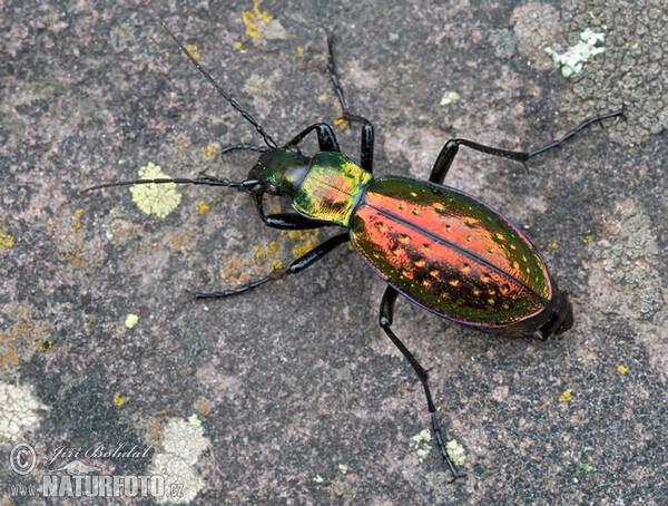 Carabus rutilans