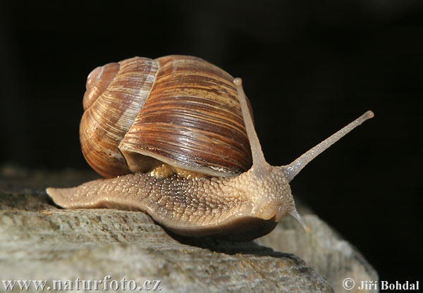 caracol romano