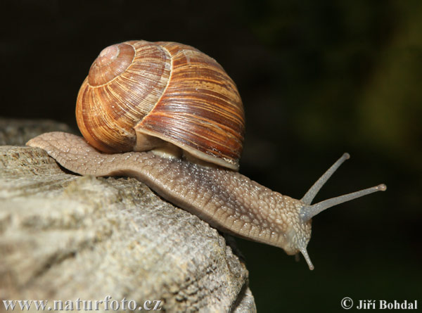 caracol romano