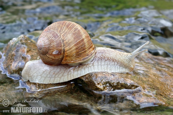 caracol romano