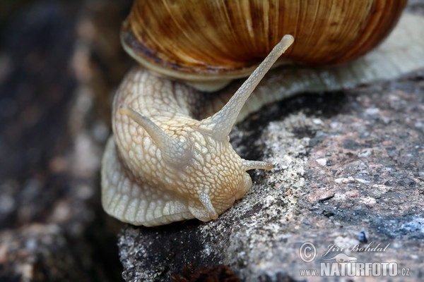 caracol romano