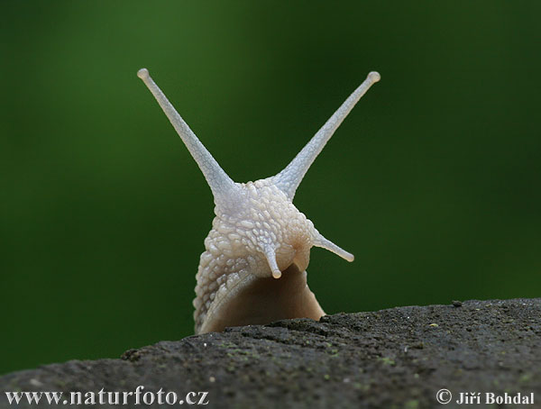 caracol romano