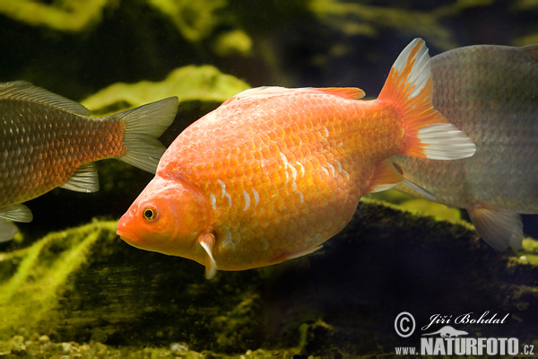 Carassius auratus auratus